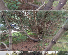 Šakų išvežimas - Gerbūvio darbai - 1