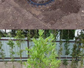 Kiemo, aplinkos apželdinimas - Gerbūvio darbai - 4