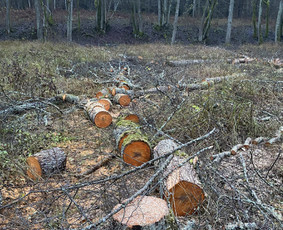 Buitinės paslaugos - Parduodu juodalksnio malkas kalademis - 1