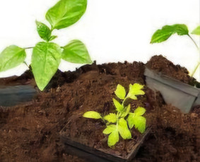 Durpės - Skalda zvyras smėlis juodzemis sijotas - 1