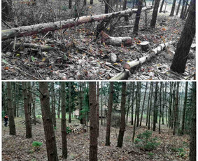 Medžių genėjimas, pjovimas - Apleistų sklypų tvarkymas - 1