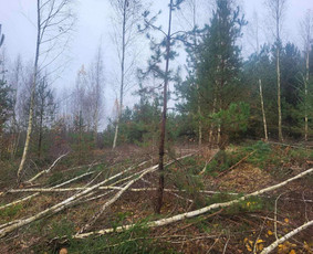 Aplinkos tvarkymas, apželdinimas - Jaunuolynų ugdymas - 1