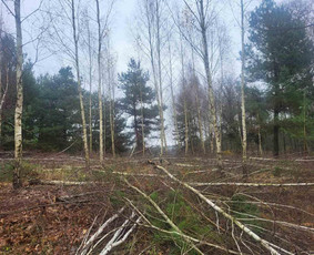 Aplinkos tvarkymas, apželdinimas - Jaunuolynų ugdymas - 2