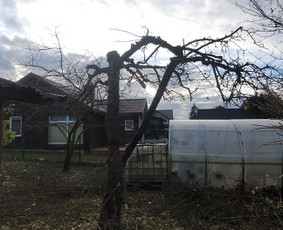 Vaismedžių genėjimas - Tujų,gyvatvorių,krūmų kirpimas! Vaismedžiu genėjimas! - 2