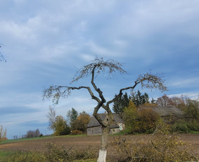 Vaismedžiu genėjimas,tuju gyvatvorių,krūmų kirpimas! / Vitalijus Juodaitis / Darbų pavyzdys ID 4153790