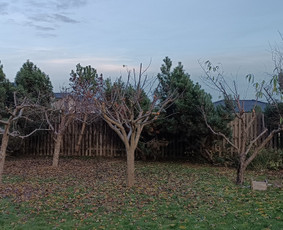 Medžių genėjimas, pjovimas - Medžių pjovimas, genėjimas - 2