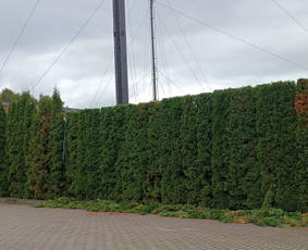 Medžių genėjimas, pjovimas - Medžių pjovimas, genėjimas - 1