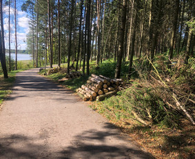 Žolės pjovimas, apleistų sklypų tvarkymas. / Audrius / Darbų pavyzdys ID 4175367