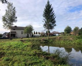 Apleistų sklypų tvarkymas - Medžių, krūmų pjovimas, genėjimas, apleistų sklypų tvarkymas - 2