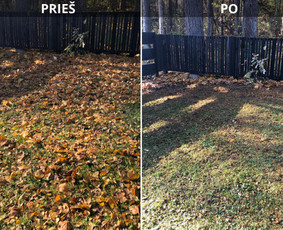 Sklypų tvarkymas, medžių, krūmų pjovimas, genėjimas. / Audrius / Darbų pavyzdys ID 4175441