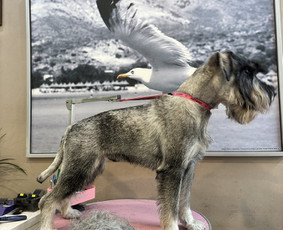 Šunų ir kačių nagų karpymas - Šunų kirpimas, trimingavimas, nukailinimas Kaune - 3