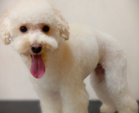 Šunų, kačių kirpyklos - Šunų kirpykla. Šunų ir Kačių salonas. - 4