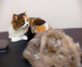 Šunų, kačių kirpyklos - Šunų kirpykla. Šunų ir Kačių salonas. - 3