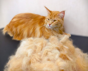 Šunų, kačių kirpyklos - Šunų kirpykla. Šunų ir Kačių salonas. - 2