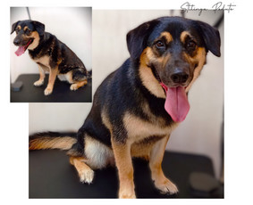 Šunų, kačių kirpyklos - Šunų kirpykla. Šunų ir Kačių salonas. - 1