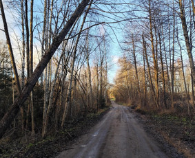Aplinkos tvarkymas, apželdinimas - Valome miškus Vilniaus r. Nemenčinės, Bezdonių sen - 1
