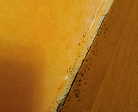 Aplinka, sodas - Kenkėjų naikinimo paslaugos - 4