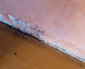 Aplinka, sodas - Kenkėjų naikinimo paslaugos - 3