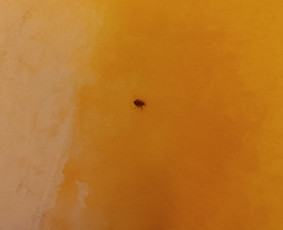 Aplinka, sodas - Kenkėjų naikinimo paslaugos - 2