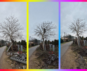 Vaismedžių genėjimas - Profesionalus vaismedžių genėjimas, konsultavimas - 1