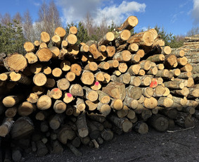 Kokybiškos Lapuočių Malkos, Klaipėda / Vitalijus / Darbų pavyzdys ID 4178181