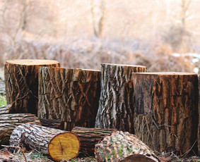 Malkos: gamyba, pristatymas - Kokybiškos Lapuočių Malkos, Klaipėda - 2