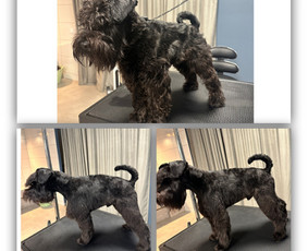 Paslaugos augintiniams - Šunų kirpimas, trimingavimas, nukailinimas Kaune - 1