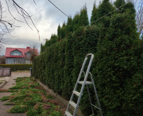 Šakų išvežimas - Medžių genėjimas - 1