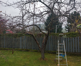 Avarinių medžių pjovimas - Medžių genėjimas - 1