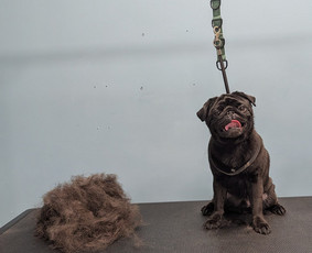 Šunų ir kačių kailio priežiūra - Augintinių kailio priežiūra bei kirpimas - 1