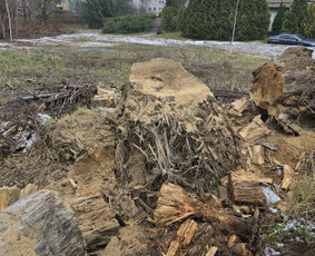 Aplinka, sodas - Teritorijiu tvarkimas ,medžiu pjiovimas - 1