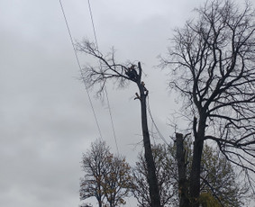 Aplinka, sodas - Avarinių medžių pjovimo paslaugos. - 3