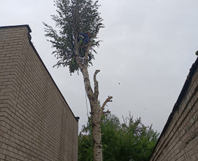 Aplinka, sodas - Avarinių medžių pjovimo paslaugos. - 1