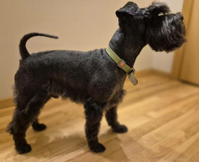 Paslaugos augintiniams - Šunelių nukailinimas ir kirpimas - 2