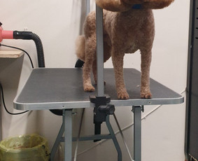 Paslaugos augintiniams - Šunelių nukailinimas ir kirpimas - 1