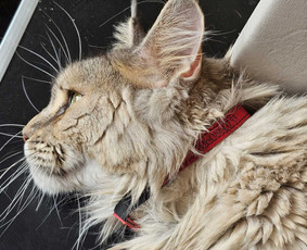 Antkakliai su vardu - Rankų darbo aksesuarai augintiniams - 1