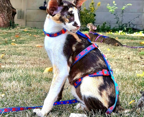 Paslaugos augintiniams - Rankų darbo aksesuarai augintiniams - 2