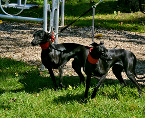 Paslaugos augintiniams - Rankų darbo aksesuarai augintiniams - 4