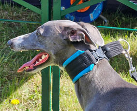 Paslaugos augintiniams - Rankų darbo aksesuarai augintiniams - 1