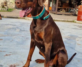 Paslaugos augintiniams - Rankų darbo aksesuarai augintiniams - 3