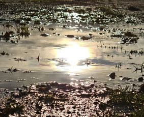 Psichologo konsultacija - Psichologinis konsultavimas - 1