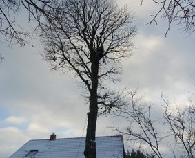 Arboristo paslaugos: medžių pjovimas/genėjimas / Tomas Damulis / Darbų pavyzdys ID 4187507
