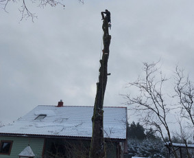 Tradiciniai amatai - Arboristo paslaugos: medžių pjovimas/genėjimas - 2