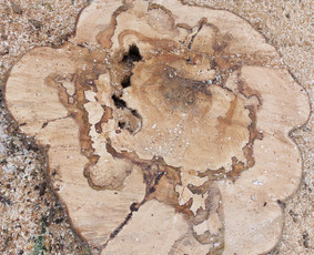 Tradiciniai amatai - Arboristo paslaugos: medžių pjovimas/genėjimas - 4