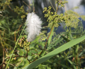 Psichologinė, emocinė pagalba - Psichoterapinė konsultacija, geštaltinė terapija. - 2