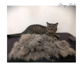 Paslaugos augintiniams - Šunų kirpykla. Šunų ir Kačių salonas. - 1