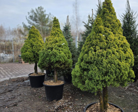 Kalėdinių Dekoracijų Nuoma / JUNGLE FLORA / Darbų pavyzdys ID 4190995