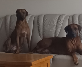 Šunų viešbučiai, vedžiojimas, priežiūra - Šunų viešbučiai, priežiūra - 1