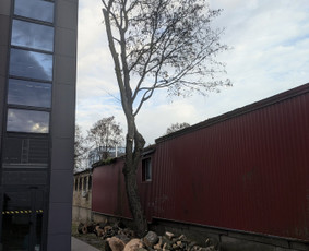 Medžių genėjimas, pjovimas - Pavojingu medžių pjovimas - 1