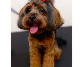 Šunų ir kačių nagų karpymas - Šunų kirpykla. Šunų ir Kačių salonas. - 2